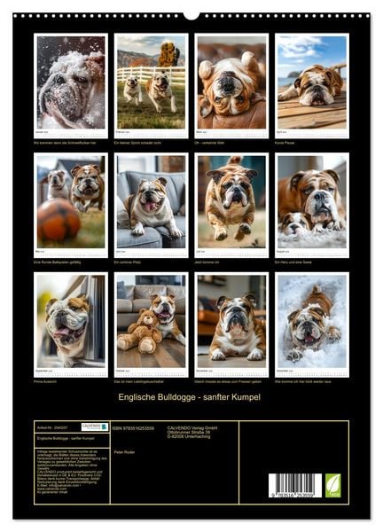 Produktbild: Englische Bulldogge - sanfter Kumpel (hochwertiger Premium Wandkalender 2026 DIN A2 hoch), Kunstdruck in Hochglanz