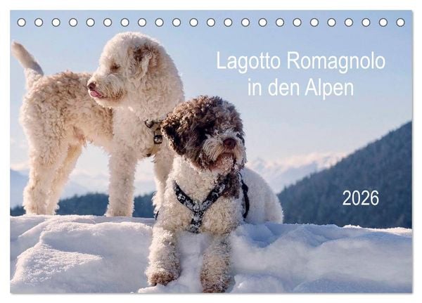 Produktbild: Lagotto Romagnolo in den Alpen 2026 (Tischkalender 2026 DIN A5 quer), CALVENDO Monatskalender