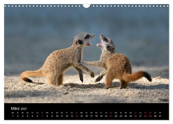 Produktbild: Lustige Erdm&auml;nnchen (Wandkalender 2027 DIN A3 quer), CALVENDO Monatskalender