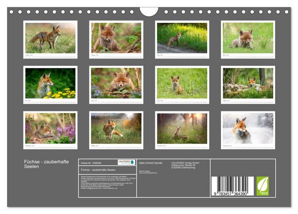 Produktbild: F&uuml;chse - zauberhafte Seelen (Wandkalender 2026 DIN A4 quer), CALVENDO Monatskalender