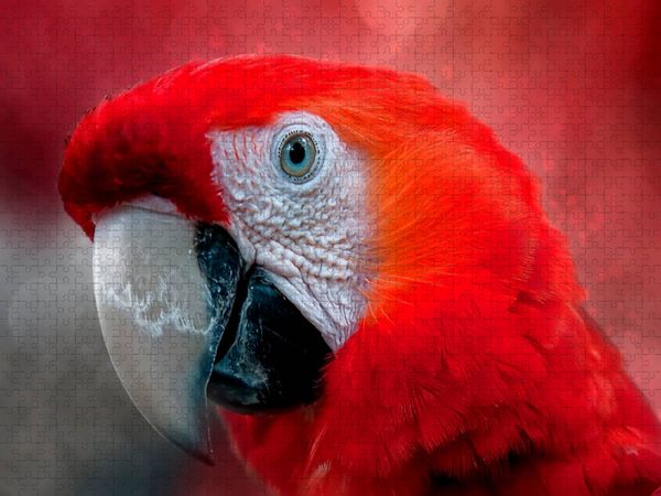 Produktbild: CALVENDO Puzzle Mein bunter Papagei | 1000 Teile Lege-Gr&ouml;&szlig;e 64x48cm Foto-Puzzle f&uuml;r gl&uuml;ckliche Stunden