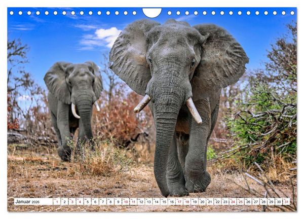 Produktbild: Elefanten-Traum - Herzenssache Afrika (Wandkalender 2026 DIN A4 quer), CALVENDO Monatskalender