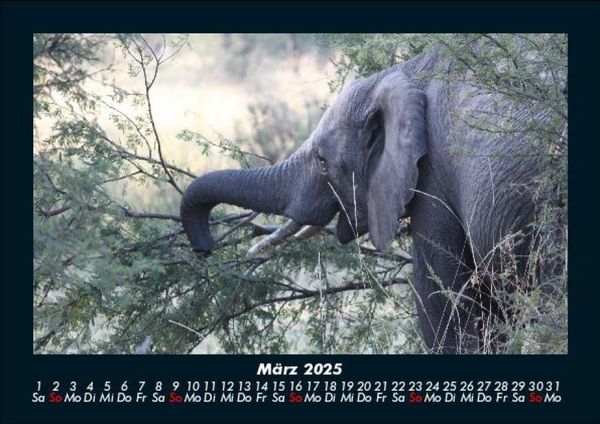 Produktbild: Elefanten - Die sanften Riesen Afrikas 2025 Fotokalender DIN A5