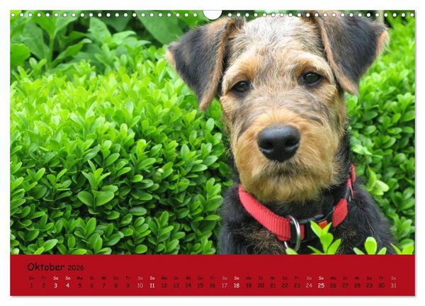 Produktbild: Airedale Terrier (Wandkalender 2026 DIN A3 quer), CALVENDO Monatskalender