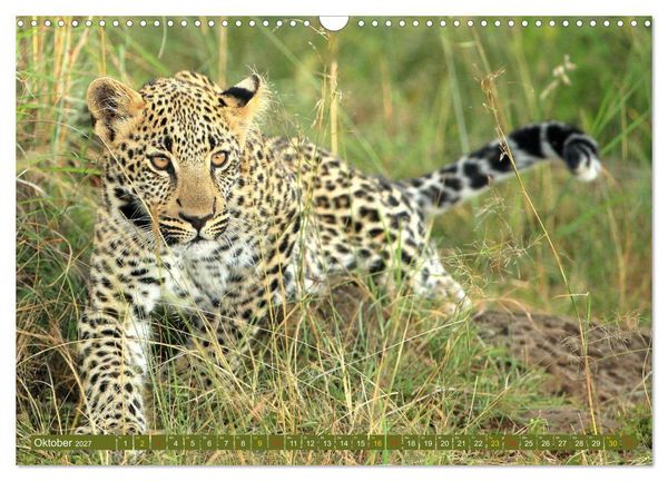 Produktbild: Katzen Afrikas (Wandkalender 2027 DIN A3 quer), CALVENDO Monatskalender