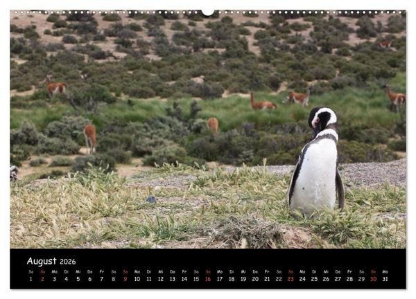 Produktbild: Pinguine aus aller Welt (Wandkalender 2026 DIN A2 quer), CALVENDO Monatskalender