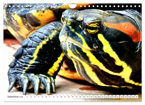 Produktbild: Schmuckschildkr&ouml;ten - Schmuckst&uuml;cke der Natur (Wandkalender 2026 DIN A4 quer), CALVENDO Monatskalender