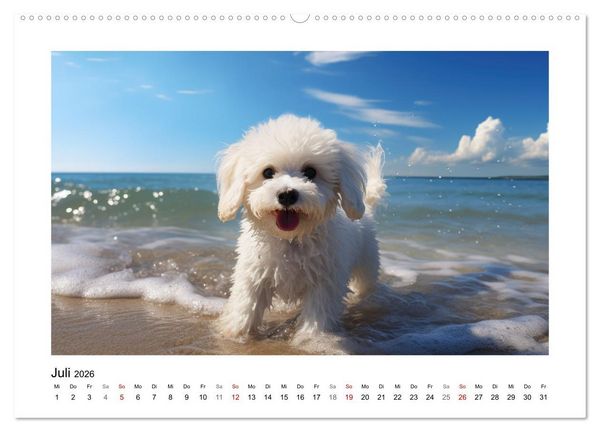 Produktbild: Bichon fris&eacute;, wei&szlig;e H&uuml;ndchen mit lockigem Haar (Wandkalender 2026 DIN A2 quer), CALVENDO Monatskalender