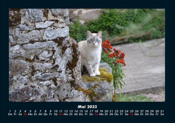 Produktbild: Haustierkalender 2025 Fotokalender DIN A4