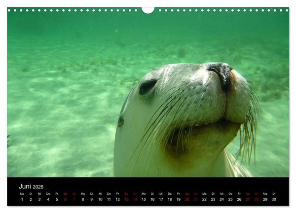 Produktbild: Australian Wildlife (Wandkalender 2026 DIN A3 quer), CALVENDO Monatskalender