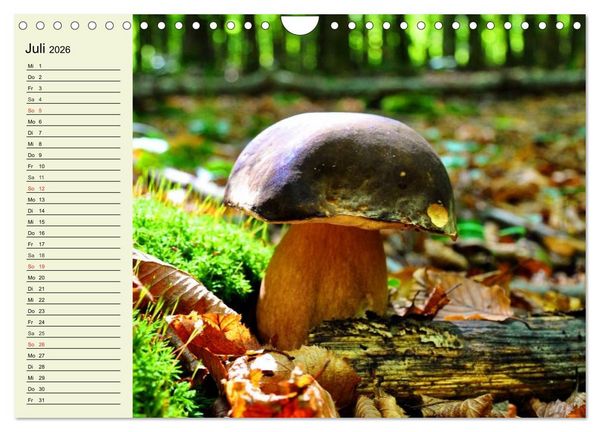 Produktbild: Pilze und Pilzgerichte (Wandkalender 2026 DIN A4 quer), CALVENDO Monatskalender