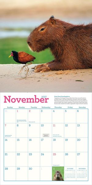 Produktbild: Capybara Wall Calendar 2027