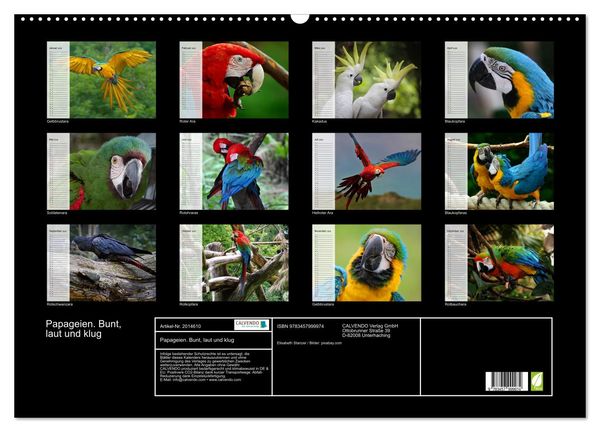 Produktbild: Papageien. Bunt, laut und klug (Wandkalender 2026 DIN A2 quer), CALVENDO Monatskalender