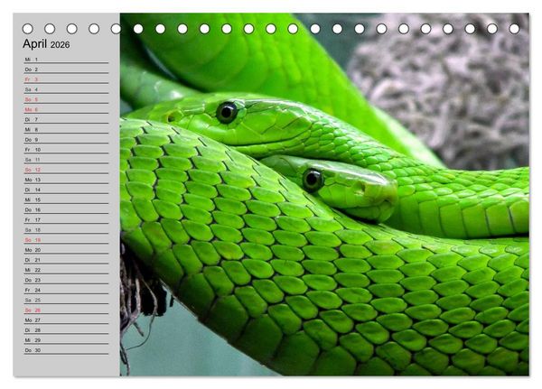 Produktbild: Kaltes Blut. Faszination Reptilien (Tischkalender 2026 DIN A5 quer), CALVENDO Monatskalender