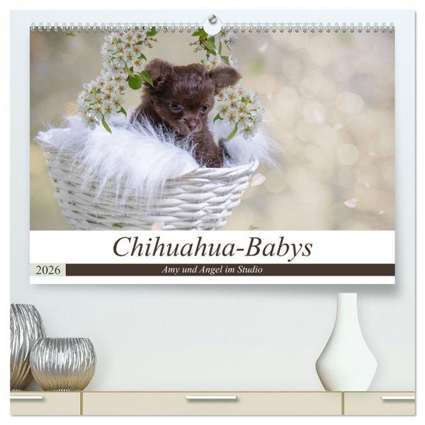 Chihuahua-Babys - Amy und Angel im Studio (hochwertiger Premium Wandkalender 2026 DIN A2 quer), Kunstdruck in Hochglanz