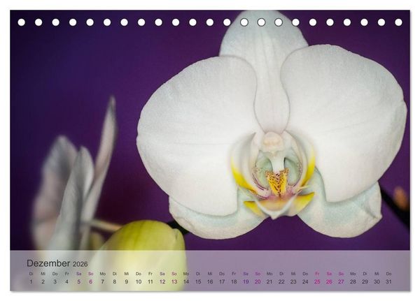 Produktbild: Phalaenopsis - die zauberhafte Welt der Orchideen (Tischkalender 2026 DIN A5 quer), CALVENDO Monatskalender