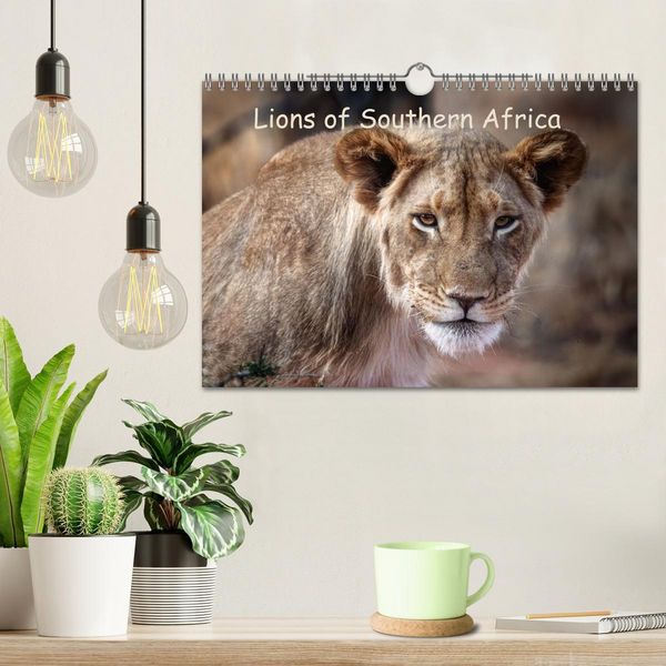 Produktbild: Lions of Southern Africa (Wall Calendar 2026 DIN A4 landscape), CALVENDO 12 Month Wall Calendar