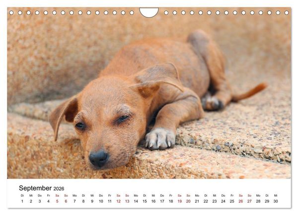 Produktbild: Total gechillte Hunde (Wandkalender 2026 DIN A4 quer), CALVENDO Monatskalender