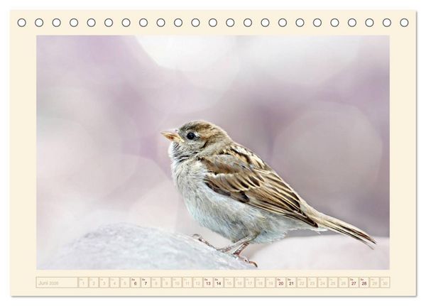 Produktbild: Freche Spatzen (Tischkalender 2026 DIN A5 quer), CALVENDO Monatskalender
