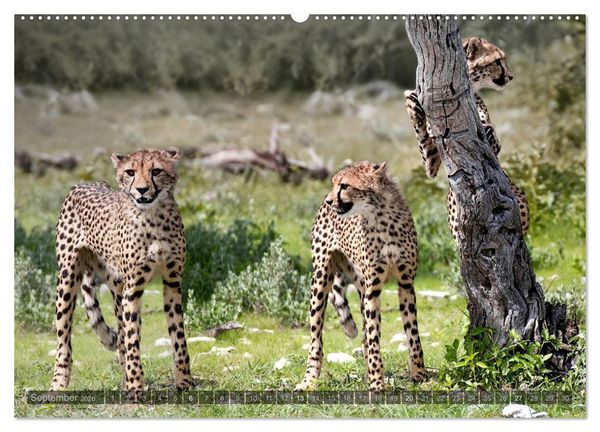Produktbild: Namibia - Die Tierwelt (Wandkalender 2026 DIN A2 quer), CALVENDO Monatskalender