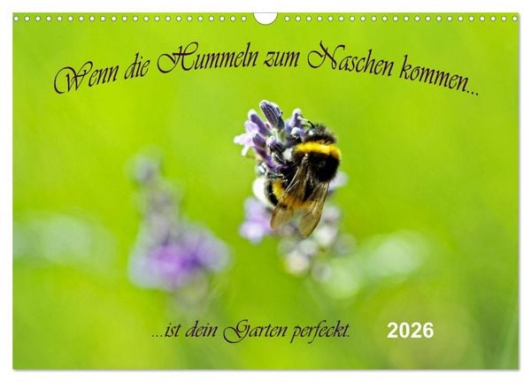 Wenn die Hummeln zum naschen kommen, ist dein Garten perfekt (Wandkalender 2026 DIN A3 quer), CALVENDO Monatskalender