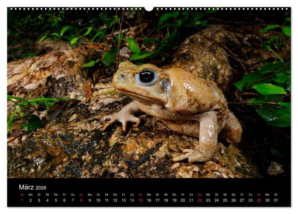 Produktbild: Fr&ouml;sche (Wandkalender 2026 DIN A2 quer), CALVENDO Monatskalender