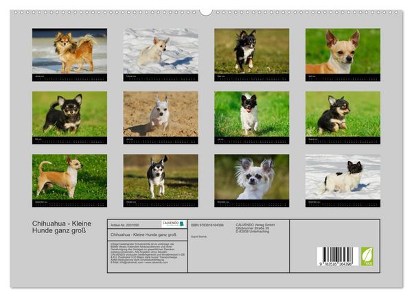 Produktbild: Chihuahua - Kleine Hunde ganz gro&szlig; (hochwertiger Premium Wandkalender 2026 DIN A2 quer), Kunstdruck in Hochglanz