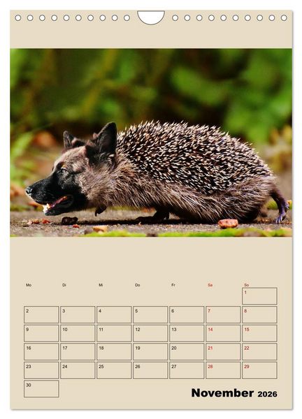 Produktbild: Seltsame Tiere - da stimmt doch was nicht... (Wandkalender 2026 DIN A4 hoch), CALVENDO Monatskalender