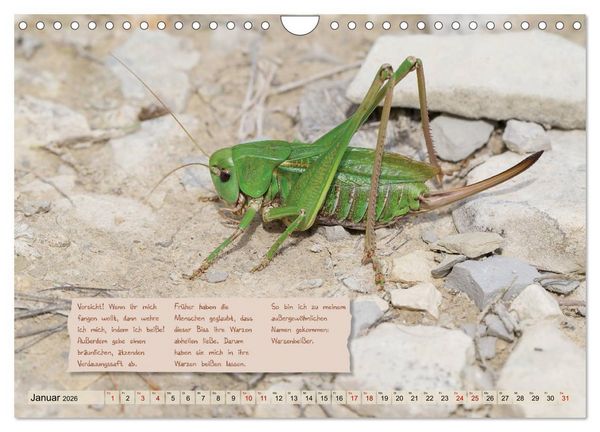 Produktbild: GEOclick Lernkalender: Insekten (Wandkalender 2026 DIN A4 quer), CALVENDO Monatskalender