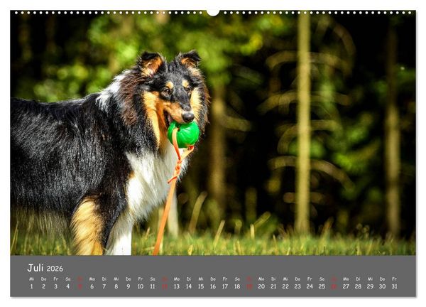 Produktbild: Einmal Collie - immer Collie (Wandkalender 2026 DIN A2 quer), CALVENDO Monatskalender