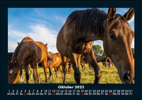 Produktbild: Pferdetraum 2025 Fotokalender DIN A5