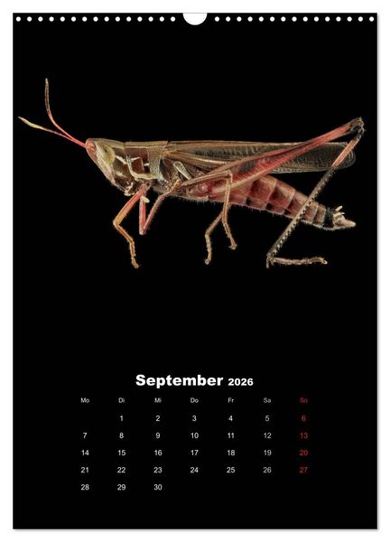 Produktbild: Schillernde Insektenwelt (Wandkalender 2026 DIN A3 hoch), CALVENDO Monatskalender