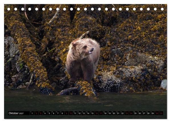 Produktbild: Grizzlys und Geisterb&auml;ren - Glendale Cove, Kanada (Tischkalender 2027 DIN A5 quer), CALVENDO Monatskalender