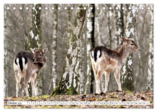Produktbild: Der Damhirsch - Der Schaufeltr&auml;ger des Waldes (Tischkalender 2026 DIN A5 quer), CALVENDO Monatskalender