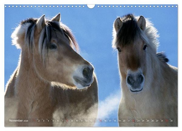 Produktbild: Fjordpferde - Norweger (Wandkalender 2026 DIN A3 quer), CALVENDO Monatskalender