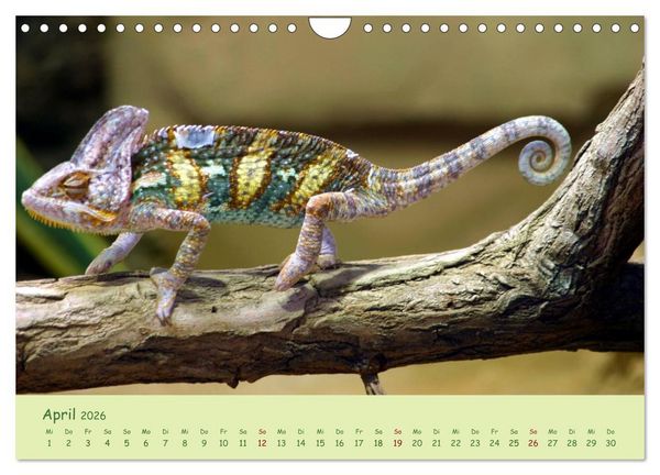 Produktbild: Augenblicke der Cham&auml;leons (Wandkalender 2026 DIN A4 quer), CALVENDO Monatskalender