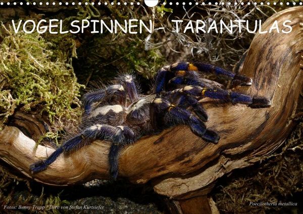 Produktbild: Vogelspinnen - Tarantulas (Wandkalender 2022 DIN A3 quer)