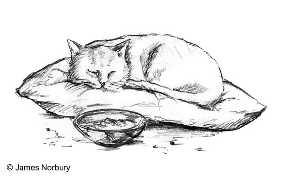 Produktbild: Die Katze, die nach Weisheit sucht