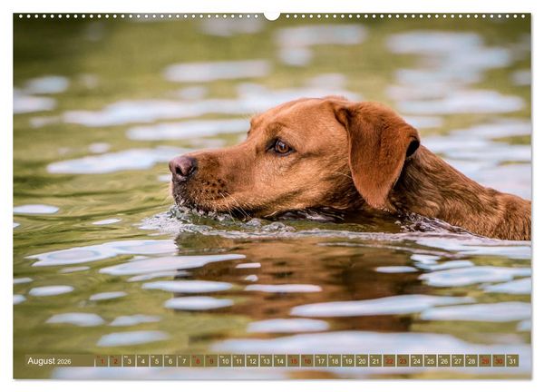 Produktbild: Labrador Trio - 3 Farben, 3 Freunde (hochwertiger Premium Wandkalender 2026 DIN A2 quer), Kunstdruck in Hochglanz