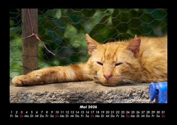 Produktbild: F&uuml;r Katzenfreunde 2026 Fotokalender DIN A3