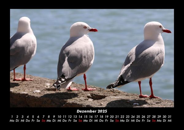 Produktbild: M&ouml;wen 2025 Fotokalender DIN A3