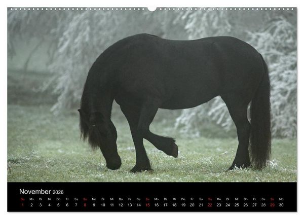 Produktbild: Friesen - Sch&ouml;nheit, Kraft und Eleganz (hochwertiger Premium Wandkalender 2026 DIN A2 quer), Kunstdruck in Hochglanz