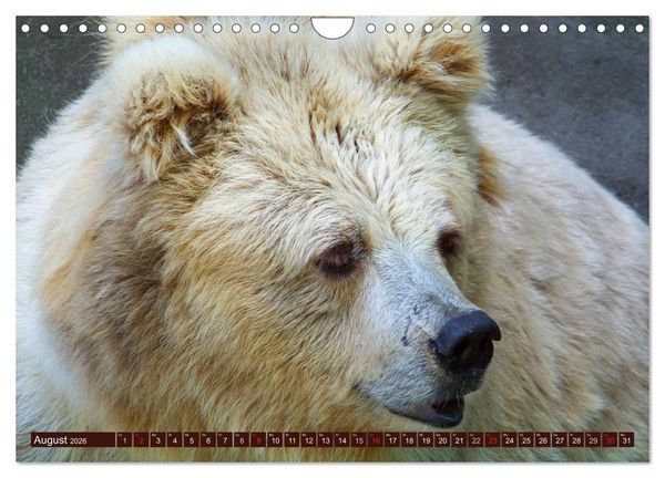 Produktbild: B&auml;ren (Wandkalender 2026 DIN A4 quer), CALVENDO Monatskalender