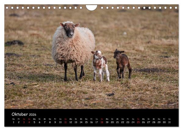 Produktbild: Schafe und L&auml;mmer (Wandkalender 2026 DIN A4 quer), CALVENDO Monatskalender
