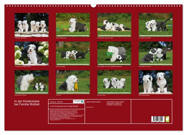 Produktbild: In der Kinderstube bei Familie Bobtail (Wandkalender 2026 DIN A2 quer), CALVENDO Monatskalender