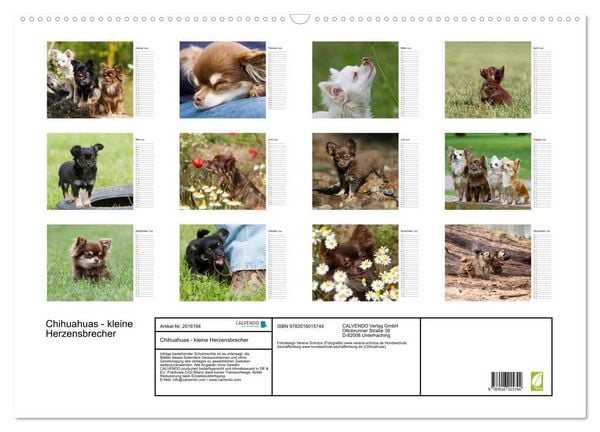 Produktbild: Chihuahuas - kleine Herzensbrecher (Wandkalender 2026 DIN A2 quer), CALVENDO Monatskalender