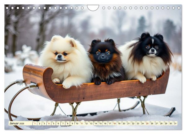 Produktbild: Tausendsassa - Pomeranian (Wandkalender 2026 DIN A4 quer), CALVENDO Monatskalender