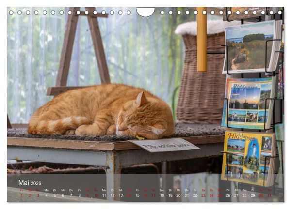 Produktbild: Inseelfeeling - Hiddensee (Wandkalender 2026 DIN A4 quer), CALVENDO Monatskalender