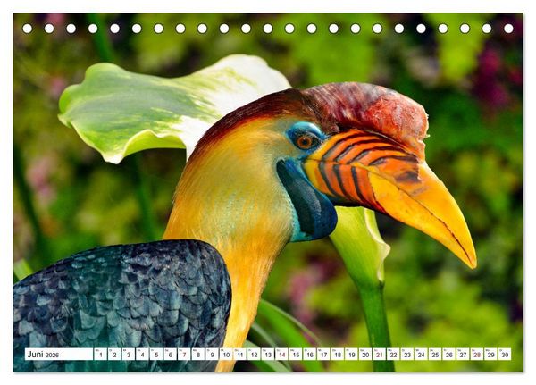 Produktbild: Bunte Vielfalt in der Vogelwelt (Tischkalender 2026 DIN A5 quer), CALVENDO Monatskalender