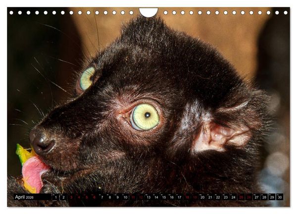 Produktbild: Lemuren Portraits (Wandkalender 2026 DIN A4 quer), CALVENDO Monatskalender